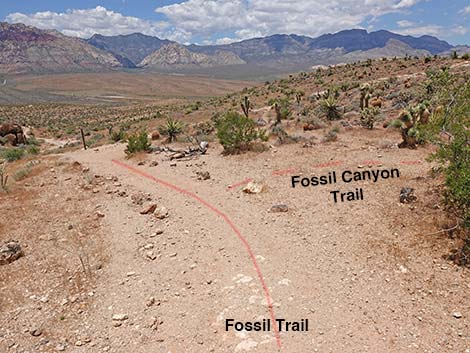 Fossil Canyon Loop