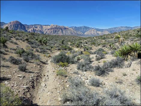 Fossil Trail