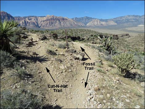 Fossil Trail