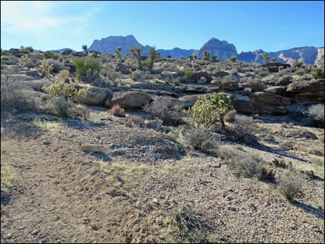 Fossil Trail