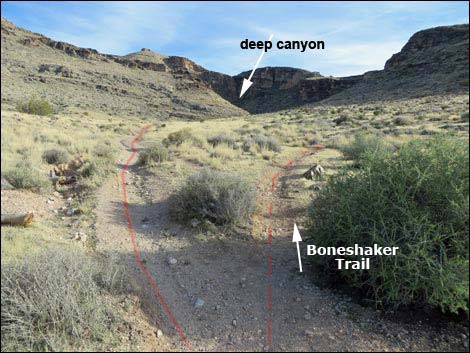 Muffin Trail