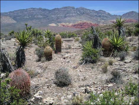 Rock Garden Trail