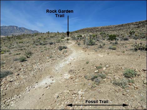 Fossil Canyon Loop