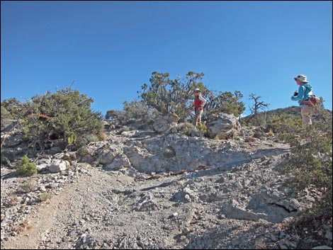 Bridge Mountain Trail