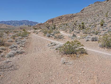Ridgeline Loop Trail