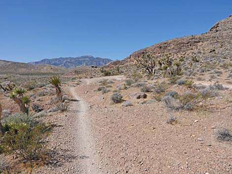 Ridgeline Loop Trail