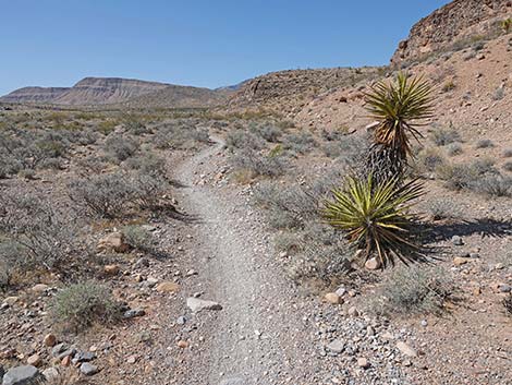 Ridgeline Loop Trail