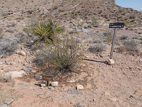 Ridgeline Loop Trail
