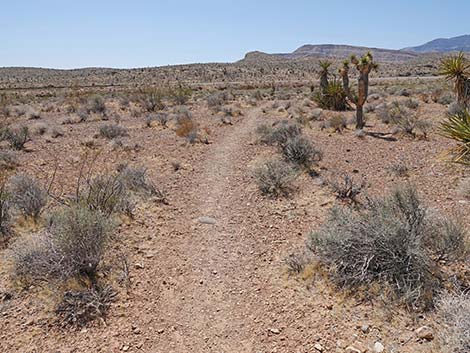 Ridgeline Loop Trail