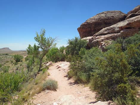 Calico Basin Trail