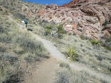 Calico Hills Loop Trail