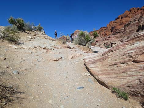 Calico Hills Loop Trail