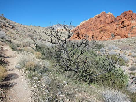 Calico Hills Loop Trail