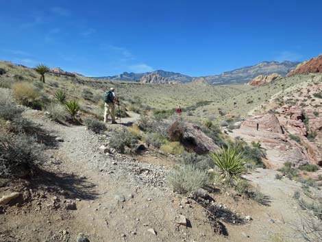 Calico Hills Loop Trail