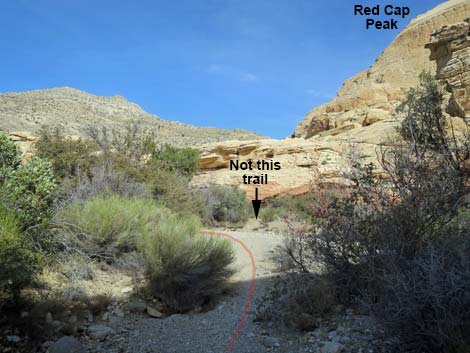 Calico Hills Loop Trail