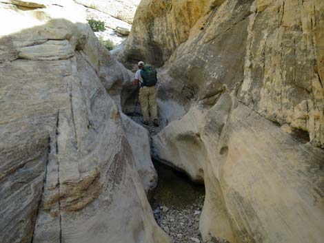 Calico Hills Loop Trail