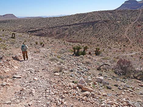 Calico Basin Overlook Trail