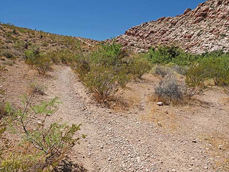 Calico Basin Overlook Trail