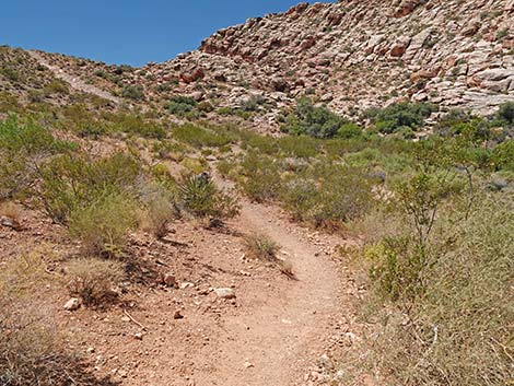 Calico Basin Overlook Trail