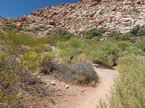 Calico Basin Overlook Trail