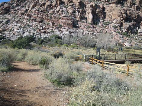 Calico Hills Loop Trail