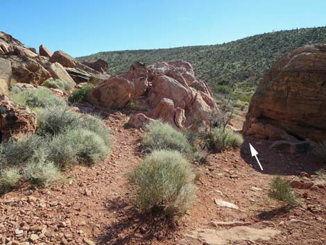 Calico Wash Trail