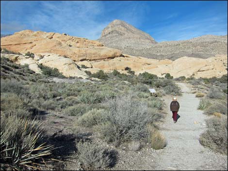 Calico Tanks Trail