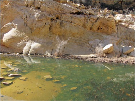 Calico Tanks