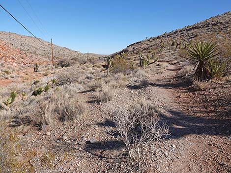 Calico Wash Trail