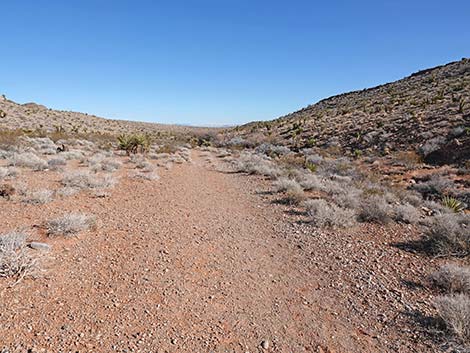 Calico Wash Trail