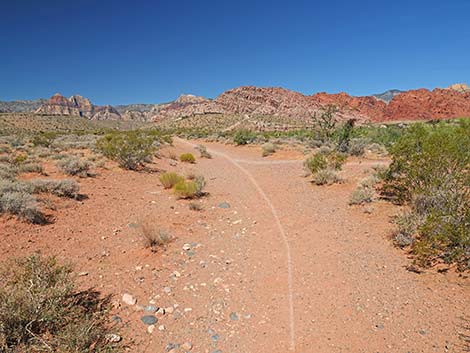 Calico Wash Trail