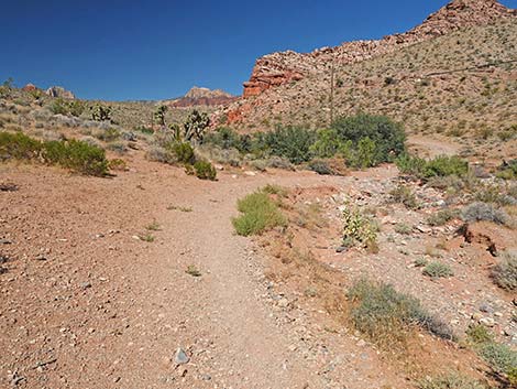 Calico Wash Trail