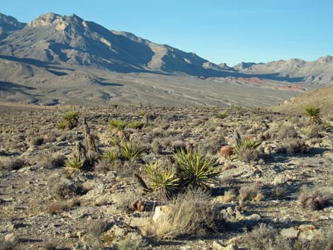 Red Rock Canyon Campground Area