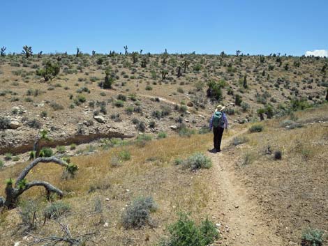 Campground Wash Trail