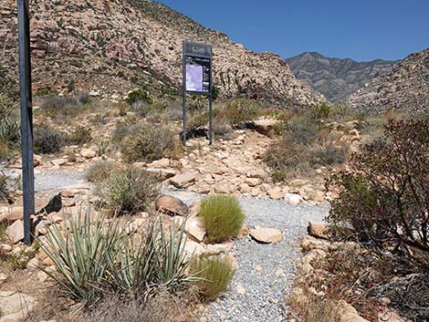 Dale's Trail