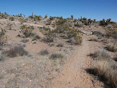 Entrance Station to Calico Basin Trail