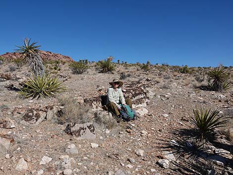 Entrance Station to Calico Basin Trail