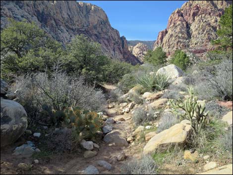 First Creek Canyon