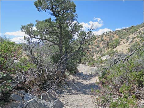 Keystone Loop