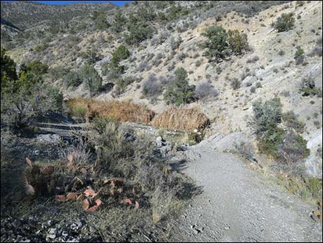 La Madre Miner's Cabin