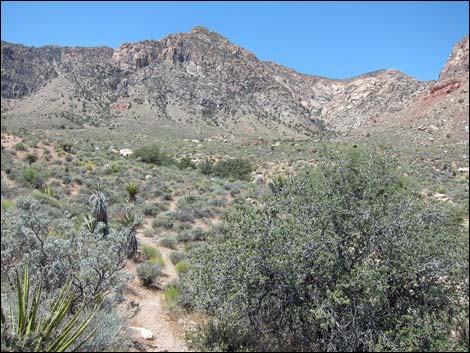 Lone Grapevine Spring Trail