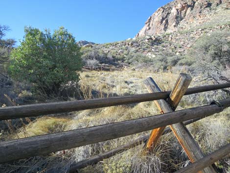 Lone Grapevine Spring