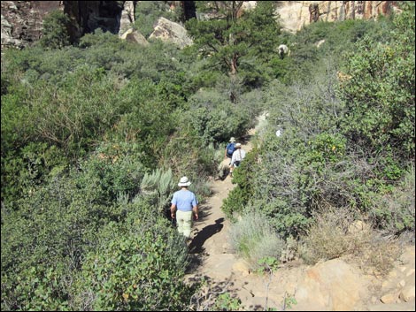 Lower Lost Creek Falls Trail