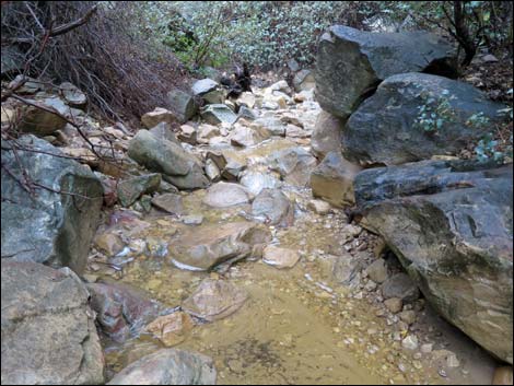 Lower Lost Creek Falls