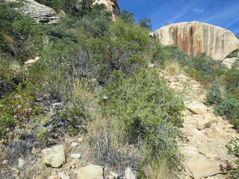 Upper Lost Creek Falls