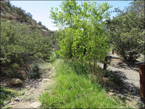 Willow Spring Picnic Area