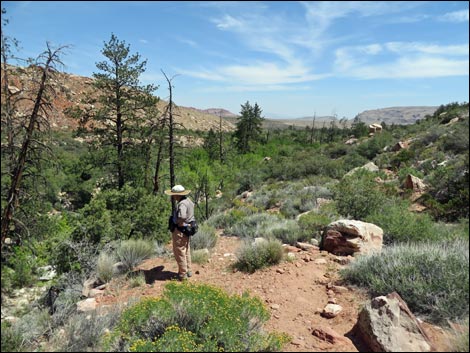 Pine Creek Trail