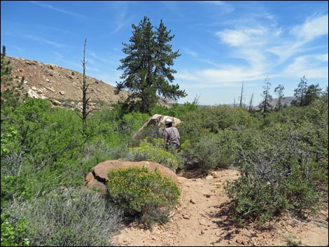 Pine Creek Trail