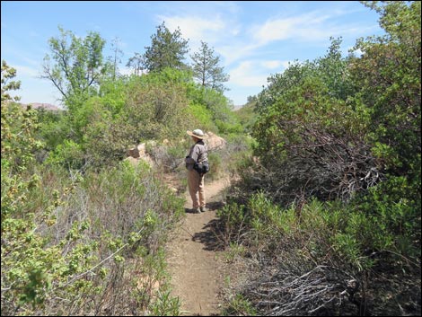 Pine Creek Trail