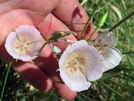 Alkali Mariposa Lily (Calochortus striatus)